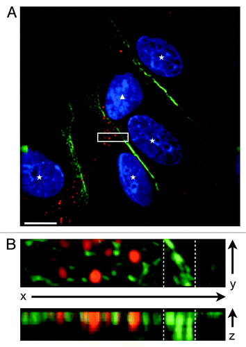 Figure 2. CXCR7+ EC display altered morphology and lack contact inhibition. pLEC were infected with Trans+CXCR7. At 20 h post-infection cultures were fixed and stained by IFA for PECAM-1 (green), CXCR7 (red), and DAPI. (A) A field of interest was selected and a z-stack series of 40 images with 0.1 µM step size was photographed at 100X magnification. The image was subjected to deconvolution analysis. Nuclei of CXCR7 negative cells are marked with white stars, the nucleus of the CXCR7+ cell is marked with a white triangle. Scale bar is 20 µm. A region of interest (white box) containing both CXCR7 staining and junctional CD31 staining was extracted and (B) subjected to 3-dimensional analysis. White dashed lines denote the region in the x-y plane containing junctional CD31 staining.