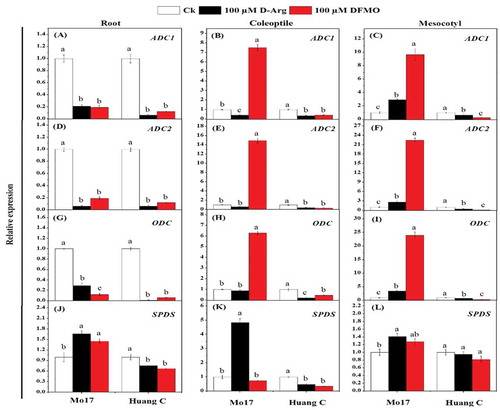 Figure 4. Effects of D-Arg and DFMO on the relative expression of ADC1 (a-c), ADC2 (d-f), ODC (g-i) and SPDS (j-l) in the root, coleoptiles and mesocotyls of two maize inbred lines under chilling stress