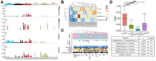 Figure 2 Somatic mutations and copy number alterations in PSC. (A) Signatures are displayed according to the 96-substitution classification, with x-axis showed mutation types and y-axis showed the estimated mutations of each mutation type, which are identified by a Bayesian nonnegative matrix factorization (NMF) algorithm. (B) Mutational signatures in our cohort (n=30). Samples are featured by the following: smoking, unknown, deficient mismatch repair (dMMR) (Signature 6), dMMR (Signature 15). (C) Mutational burden and weight stratified by dominant mutational signature and clinical variables. (D) Mutational weight among PSC patients with smoking, unknown feature, dMMR (Signature 6) and dMMR (Signature 15). ***:p < 0.001; ****: p < 0.0001.