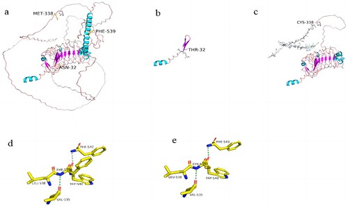 Figure 2. Protein structures of wild-type and mutant GP1BA. (PyMOL 2.5 software was used to generate 3D structural maps of GP1BA wild-type and mutant proteins.): (a) GP1BA wild-type protein, (b) c.95_101del mutant protein, (c) c.1012del mutant protein, (d) part of GP1BA wild-type protein, (e) part of c.1616T>G mutant protein.