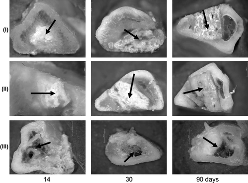 Figure 2. Cross section samples of the bones at the defect site; implants: I – P3HB, II – P3HB/HA composite (HA 20 wt%), III – Bio-Oss® (arrows).