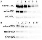 Figure 6.  CYP3A11 protein expression in liver microsomes from SPG/IND-administered mice. Five-week-old ICR mice (A) and eight-week-old C3H/HeJ mice (B) were administered SPG (100 μg/mouse) or saline IP on Days -5, -3, and -1, and IND (5 mg/kg) per os from Day 0 to 2. On Day 2, liver microsomes were obtained and CYP3A11 protein expression was measured by Western blotting. Lane 1, 500 μg/ml; Lane 2, 250 μg/ml; Lane 3, 125 μg/ml; Lane 4, 62.5 μg/ml; Lane 5, 31.25 μg/ml; Lane 6, 15.625 μg/ml.