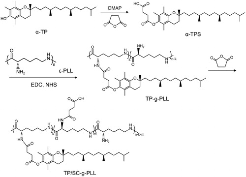 Figure 1. Synthetic route of N-tocopheryl-N′-succinyl-ɛ-polylysine (TP/SC-g-PLL).