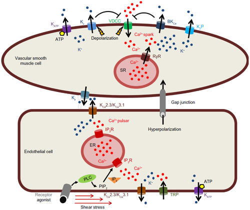 Figure 2 Modulation of membrane potential by K+ channels in vascular cells.