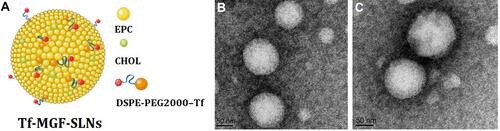 Figure 1 Schematic illustration of Tf-MGF-SLNs (A); Transmission electron microscope of MGF-SLNs (B); Transmission electron microscope of Tf-MGF-SLNs (C).