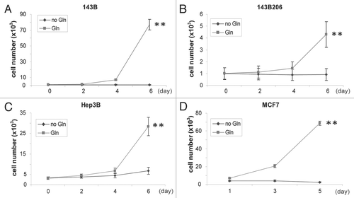 Figure 1 All cell lines tested require Gln for proliferation. Cells were seeded in Gln-free DMEM supplemented with 0 or 4 mM Gln. Cell numbers were analyzed every 2 days and mean values were shown. Representative growth curves of 143B (A), 143B206 (B), Hep3B (C) and MCF7 (D) cells are shown. Error bars indicate SE of ≥4 replicates.