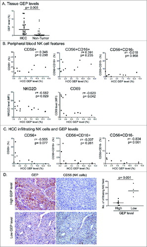 Figure 2. GEP level correlated with impaired NK activity and infiltration in patients with hepatocellular carcinoma. (A) GEP levels in tumors and paired adjacent non-tumor liver tissues in HCC. GEP level was measured by flow cytometry and presented as percentage of GEP+ cells (n = 20). (B) Correlation between GEP level and peripheral blood total NK (CD56+) cells, CD56+CD16+, and CD56+CD16− NK subsets of HCC patients, and surface expression of NKG2D and CD69 on peripheral blood CD56+ NK cells (n = 11). (C) Correlation between GEP level and infiltrating total NK cells (CD56+), CD56+CD16+, and CD56+CD16− subsets in HCC tumors (n = 11). (D) GEP expression levels and NK cell (CD56+) infiltration were examined in HCC tissues by immunohistochemical staining. Representative photographs show tumors with high (n = 7) and low (n = 4) GEP expression levels and the corresponding NK frequencies. HCC cases were categorized into 2 groups: high and low levels of GEP expression. The number of infiltrating NK cells per field (200×) was counted and compared between the 2 groups.