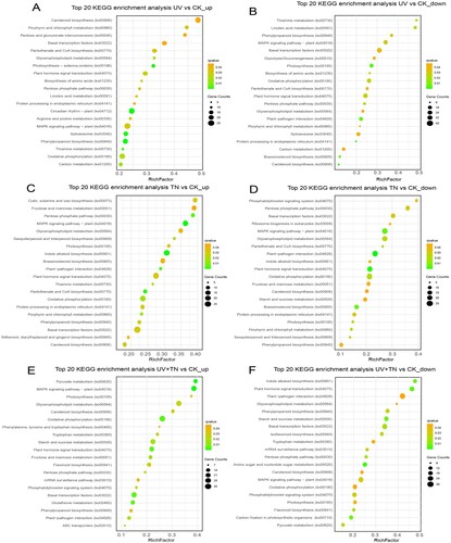 Figure 8. Kyoto Encyclopedia of Genes and Genomes (KEGG) pathways annotation and top 20 KEGG enrichment terms that reflects the involvement of number of DEGs (up- and down-regulated) in orchestrating various functions in rice. (A-B) top 20 KEGG enrichment terms of upregulated and downregulated DEGs in the UV vs. CK comparison group, (C-D) top 20 KEGG enrichment terms of upregulated and downregulated DEGs in the TN vs. CK comparison group, (E-F) top 20 KEGG enrichment terms of upregulated and downregulated DEGs in the UV+TN vs. CK comparison group.