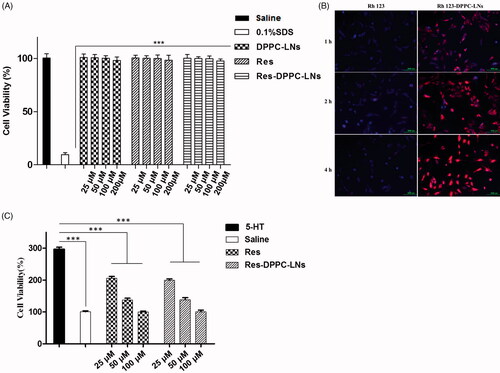 Figure 3. (A) Viability of rat PASMCs upon incubation with formulations or individual components of formulation. (mean ± SD, n = 6), (B) Representative fluorescence microscopic images showing the uptake of Free Rh123 and Rh123-DPPC-LNs by pulmonary arterial smooth muscle cells. Blue color represents cell nucleus stained with DAPI. Red color represents Rh123, (C) Effect of Plain Res and Res-DPPC-LNs on 5-HT induced PASMC proliferation (mean ± SD, n = 6). *** P < 0.001.