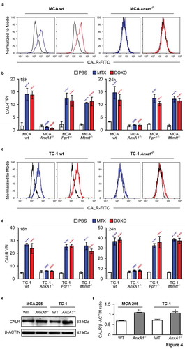 Figure 4. Wild type (wt), Annexin A1 (AnxA1−/-), Formyl peptide receptor 1 (Fpr1−/-) and mitochondrial methionyl-tRNA formyltransferase (Mtfmt−/-) deficient murine MCA205 fibrosarcoma (a,c) or TC-1 non small cell lung carcinoma (b,d) cells were treated with phosphate-buffered saline (PBS), 2 μM mitoxantrone (MTX), 25 or 20 µM doxorubicin (DOXO) for 18 and 24 h, respectively. Cells were subsequently assessed by cytofluorometric immunodetection of calreticulin (CALR) exposure. Results from one representative experiment out of three independent ones yielding similar results are reported in (b,d). Data are represented as mean ± SD. Representative cytofluorometric profiles for one sample out of three independent ones belonging to at least 3 independent experiments are reported in (a,c). **** p < 0.0001 (unpaired Student’s t test), as compared to PBS-treated cells. #### p < 0.0001 (unpaired Student’s t test), as compared to CALR exposure in WT cells. Immunobloting (e) and quantification ((f), mean ± SEM, n = 2) for CALR in MCA205 and TC-1 WT or AnxA1−/- cells. * p < 0.05, ** p < 0.01 (unpaired Student’s t test), as compared to WT cells. PI, Propidium iodide.