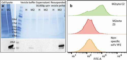 Figure 3. Preparation of membrane vesicles and recognition of transmembrane protein using SMALP-stabilized plasma membrane vesicle assay. Panel A shows Coomassie staining (upper-left) and Western blot analysis (lower-left) of membrane vesicles used to prepare SMALPs. ‘H’ denotes HEK cell line and ‘M2ʹ denotes HEK M2 cell line. For Western blot analysis, the nitrocellulose membranes were probed with monoclonal 14C2 IgG, followed by anti-mouse-HRP. Panel B shows recognition of SMALP-stabilized M2 vesicles by yeast displayed scFv antibodies using flow cytometry. Histograms show the binding patterns for three different scFv antibodies. The yeast bound vesicles were detected using scGFP-14C2, which binds to the ectodomain of M2. The yeast displayed anti-M2cyto C2 antibody recognizes the transmembrane M2 protein in the plasma membrane vesicles (green). Panel B also shows data obtained with the anti-M2ecto Z3 antibody (red), which recognizes the M2 ectodomain, and the nonspecific scFv YP2 antibody (yellow). The mean fluorescence intensity (MFI) of binding for C2, Z3, and YP2 scFvs was 999, 539, and 202 respectively