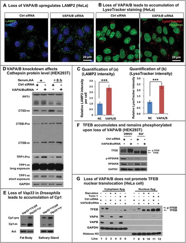 Figure 5. Loss of VAPs affects lysosomal degradation. (a) LAMP2 (green) staining in HeLa cells transfected with control or VAPA/B siRNA. (b) LysoTracker Red staining (red) in HeLa cells transfected with control or VAPA/B siRNA. (c) Quantification of LAMP2 and intensity from (a,b). (d) WBs of lysosomal hydrolases in control or VAPA/B siRNA-transfected HEK293T cells before or after HBSS starvation (8 h). (e) Western blots of Cp1/cathepsin L in Drosophila fat body and salivary glands. (f) HEK293T cells transfected with control or VAPA/B siRNA and treated with or without bafilomycin A1 for 6 h and probed for TFEB, p-RPS6KB/p70S6K and total RPS6KB/p70S6K. (g) HeLa cells transfected with control or VAPA/B siRNA and starved or treated with or without Torin for 2 h. The cytoplasm and nucleus are separated and then probed for TFEB. Starvation: Sixteen h serum starvation followed by 4 h serum and amino acid starvation.