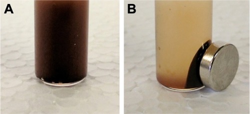 Figure 2 SPIO in the absence (A) and presence (B) of a commercial neodymium magnet (Br = 1.4 T).Note: Separation of SPIO from the dispersion occurred in <15 s.Abbreviation: SPIO, super paramagnetic iron oxide.