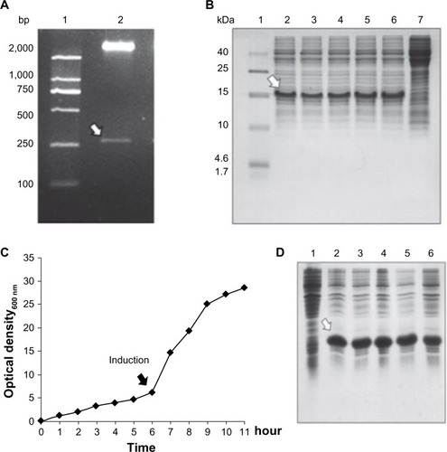 Figure 1 Cloning, expression, and large-scale cultivation of dimeric thymosin beta 4 (DTβ4) engineered bacteria. (A) Two entire complementary DNA sequences of thymosin beta 4 (Tβ4) were constructed into a prokaryotic expression plasmid with a small DNA linker (GGTTCT). The results show a 267 bp fragment with correct sequence as expected (arrow). (B) Five colonies obtained after the transformation of Escherichia coli were randomly picked to test the protein expression on a small scale with sodium dodecyl sulfate polyacrylamide gel electrophoresis. After isopropyl β-D-1-thiogalactopyranoside (IPTG) induction, a new protein (arrow) appeared in each culture pellet and accounted for over 15% of all the bacteria proteins (1: molecular ladder; 2–6: protein expression of picked five clones; 7: protein expression without IPTG induction). (C) Bacterial growth curve of BL21/DTβ4 in a 10 L fermenter (the arrow indicates the induction time). (D) DTβ4 expression (arrow) during fermentation (1: DTβ4 expression without IPTG induction; 2–6: DTβ4 expression every hour after IPTG induction).