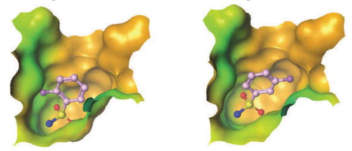 Figure 6. Experimental binding modes of the 2-fluoro and 3-fluoro benzenesulfonamides at the binding site of human carbonic anhydrase. The 2-fluoro group points toward the hydrophilic wall (green) of the binding site. Contrary, the 3-fluoro group is located in a dominantly hydrophobic subpocket that is preferred by all the other halogens and also the nitriles used at different positions. Copyright: Royal Society of Chemistry [Citation94] https://pubs.rsc.org/en/content/chapter/bk9781849733533-00023/978-1-84973-353-3.