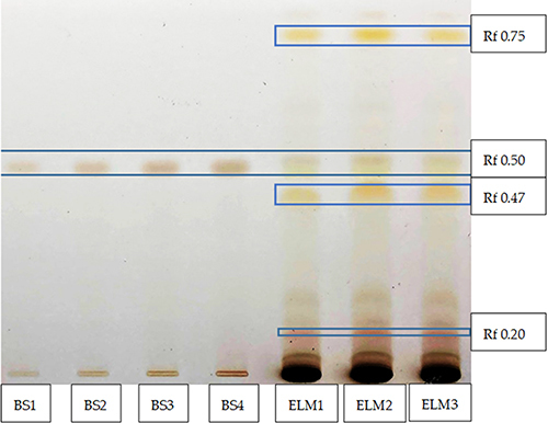 Figure 2 Thin layer chromatography (TLC) bands of beta-sitosterol standard (named BS1, BS2, BS3, BS4 at Rf 0.5), beta-sitosterol in ELM (named ELM1, ELM2, ELM3 at Rf 0.5), and other sterols in ELM (at Rf 0.20, Rf 0.47, and Rf 0.75). Liebermann-Burchard reagent is used as the sprayer.