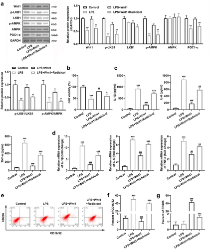 Figure 6. Wnt1 alters the polarization of microglia via the LKB1-AMPK pathway. (a) Protein expression of Wnt1, p-LKB1, LKB1, p-AMPK, AMPK, and PGC1-α and quantification; (b) Viability of BV2 cells; (c) Levels of TNF-α, IL-6, and IL-1β in BV2 cells; (d) mRNA expression of TNF-α, IL-6, and IL-1β in BV2 cells; (e) Surface expression of CD206 and CD16/32; (f) The percentage of CD16/32 cells; (g) The percentage of CD206 cells. &P < 0.05, &&P < 0.01, &&& P < 0.001 versus LPS + Wnt1. ##P < 0.01, ### P < 0.001 versus LPS. *** P < 0.001 versus control.