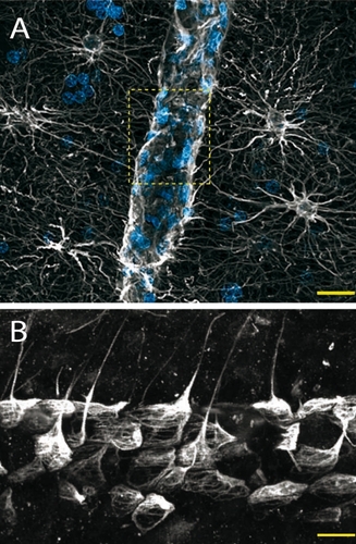 Figure 3. Astrocytic endfeet in humans. (A) Protoplasmic astrocytes project specialized processes tov/ards the intraparenchymal vasculature (part of a blood vessel is highlighted in the yellow box) (glial fibrillary acidic protein - (GFAP), white; nuclei (4',6diamidino-2-phenylindole - DAPI), blue. Scale bar, 20 µM). (B) Astrocytic endfeet are in close contact with blood vessels and almost entirely cover their surface (GFAP, white. Scale bar, 20 µM). Adapted from ref 2: Oberheim NA, Takano T, Han X, et al. Uniquely hominid features of adult human astrocytes, J Neurosci. 2009;29:3276-3287. Copyright © Society for Neuroscience 2009
