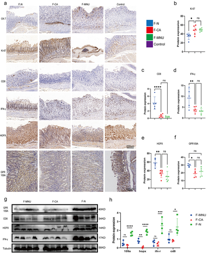 Figure 7. Groups: mice transplanted with normal human microbiota (F-N), GC microbiota (F-CA), pbs (F-MNU), and mice without induction and treatment (Control) (−6 + 36 w). (a) Immunohistochemical analysis of levels of the tumor-related indicators Ki-67 and CK-7 protein in gastric tissue of each group, together with the differential expression of GPR109A, HOPX, CD8, and IFN-γ proteins. (b-f) Quantification of the results of (A). (g) Western blotting of GPR109A, HOPX, CD8, and IFN-γ proteins in gastric tumor tissue of the different groups. (h) Quantification of the results of (G). n = 5 to 6 mice/group, cages = 2 to 3/group, cages = 2 to 3/group. Data indicate the mean ± SD. *p < .05, **p < .01, and ***p < .001, by 2-tailed Student’s t test or one-way ANOVA.