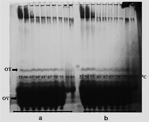 Figure 4. Effect of heat treatment on Native-PAGE patterns of OEWS at pH 9 (a) and pH 7.5 (b).