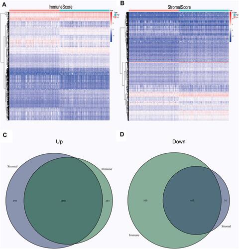 Figure 3 Common DEGs. All differentially expressed genes in the samples of the high and low scores of immune scores (A) and stromal scores (B) are displayed by heatmap. Common up-regulated genes (C) and down-regulated genes (D) shared by stromal and immune score are shown in Venn plots.