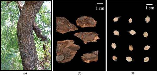 Figure 1. Phenotypes of sampled U. parvifolia stem, bark and seeds. (a) Stem. (b) Bark. (c) Seeds. Bar = 1 cm.