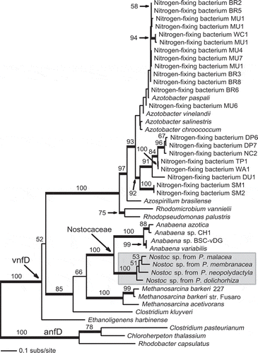 Fig. 3. Maximum likelihood (ML) phylogeny of vnfD (including the vnfD-like portion of vnfDG for strains in which a fusion of adjacent genes has occurred) demonstrating the placement of lichen-associated sequences as a clade sister to Anabaena (Nostocaceae). Values above branches represent ML bootstrap proportions (BP) ≥ 50%; branches in bold indicate ML-BP support ≥ 70%.