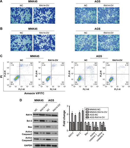 Figure S1 RAI14 overexpression promotes cell migration and invasion, reduces cell apoptosis in gastric cancer cells.