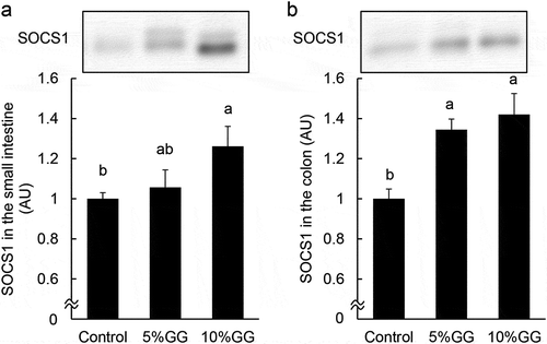 Figure 1. SOCS1 expression in the small intestine and colon of mice fed the control, 5% GG, and 10% GG diets for 14 d. Protein expression of SOCS1 levels in the epithelial cells of small intestine (a) and colon (b) was determined by immunoblot analysis. The values are means ± SEM (n = 6). Means without a common letter differ (Tukey-Kramer post-hoc test, P < 0.05). AU, arbitrary unit.