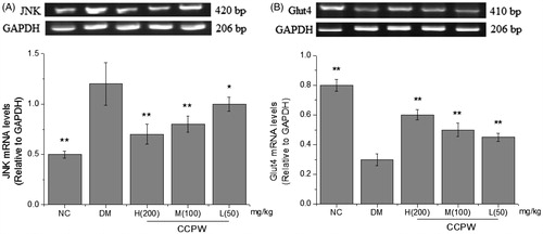 Figure 4. Effects of CCPW on mRNA expression of JNK and Glut4 by semi-quantitative RT-PCR analysis in rats’ hepatic tissue. (A) Effect of CCPW on mRNA expression of JNK; (B) Effect of CCPW on mRNA expression of Glut4. **p < 0.01 versus the DM group.