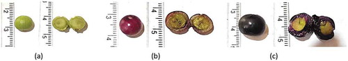 Figure 2. Different maturity stages of S. caryophyllatum (L.) fruit (a) Maturity stage 1 (MS1) immature fruit, (b) Maturity stage 2 (MS2) mature fruit, (c) Maturity stage 3 (MS3) mature fruit