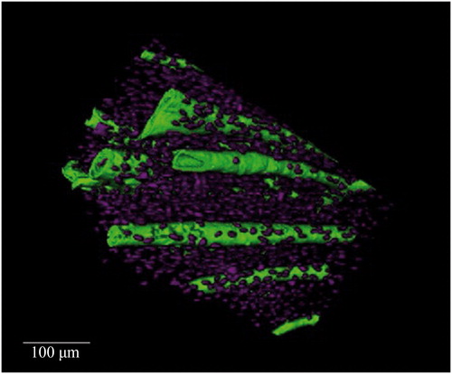 Figure 2. Synchrotron radiation-based micro-CT 3D render of a cortical bone Volume of Interest from a human mandible. Vascular canals (green) and osteocyte lacunae (purple) are visualized. Scale = 100 μm. Credit: JM Andronowski. Reprint permission granted by the publisher. (For interpretation of the references to colour in this figure legend, the reader is referred to the web version of the article).