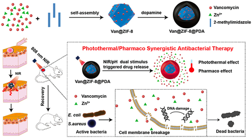 Figure 5 Schematic diagram of photothermal synergistic drug antibacterial.