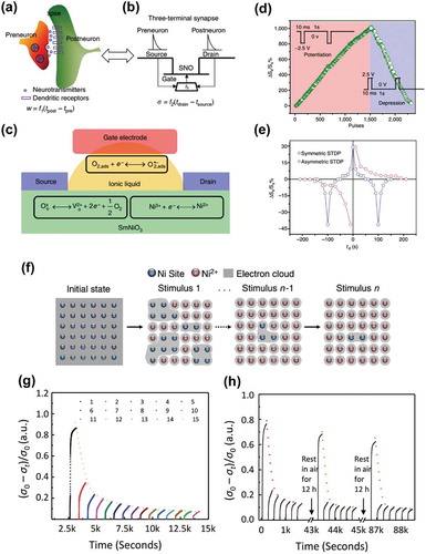 Figure 15. Iontronics in neuromorphic learning. (a–e) Three terminal synaptic transistor device based on perovskite nickelate (a–c), the synaptic properties of the device are shown in (d) and (e) [Citation20]. (f–h) The habituation behavior of quantum materials similar to that of organisms, see (f). The experimental observation of habituation phenomenon is shown in (g). (h) shows the recovery of original resistance state after air exposure for 12 h and then the habituation process can be reproduced [Citation29]. Reproduced with permissions from Ref. [20] © Springer Nature 2013, Ref. [29] © Springer Nature 2017.