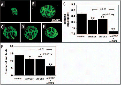 Figure 1 Effect of endogenous VEGF and FGF2 sequestering by specific antibodies on UB growth under RA conditions. UBs were stained using FITC-conjugated DBA. Metanephroi were freshly dissected from 12-day embryos (A), cultured for two days under RA in control media (B, control) or control media containing either 1 µg/ml αmVEGF (C), 25 µg/ml αhFGF2 (D), or a combination of the two (E). (F) Quantitative analysis of UB branching. (G) Protein content of metanephroi. Data shown in A–E are representative. Data shown in (F and G) are means ± SEM of four independent experiments. *p < 0.05 versus control, **p < 0.01 versus control.