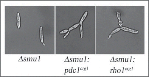 Figures 2 Overexpression of rho1 or pdc1 in the absence of Smu1 leads to multiple-bud morphology. Deletion of smu1 does not cause any discernable phenotype (Δsmu1). Interestingly, when we overexpressed either pdc1 or rho1 in the smu1 background, the cells appeared as aggregates. The promoters of pdc1 and rho1 were replaced with the Pcrg1,Citation6 so that they would be overexpressed in the presence of arabinose.