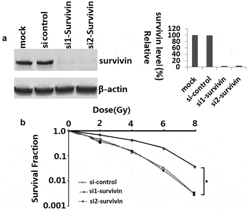 Figure 1. Survivin knockdown resulted in irradiation sensitivity in C33A cells. (a) C33A cells were transfected with scrambled siRNA or si-survivin 1–2 for 72h, and total cell lysates were harvested followed by immunoblotting with the indicated antibodies. (b) Colony formation assays were conducted in C33A cell lines. The differences between si-survivin 1–2 and si-control selected to be compared were detected using repeated measures ANOVA. *, P < 0.05