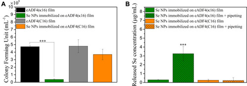 Figure 4 (A) CFU test results of E. coli after treatment with 46 nm eADF4(κ16)-coated Se NPs immobilized on eADF4(κ16) or eADF4(C16) films. (B) The Se concentrations released from films after 4 h static immersion in MHB or 4 h static immersion in MHB with 5 times pipetting on the surface of the films. One-way ANOVA with Tukey’s post hoc test was used to compare means of experimental groups, ***p-value < 0.001.