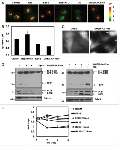 Figure 6 Differential effects of Rap and EBSS on lysosomal pH. (A) HeLa cells were cultured in control medium, EBSS , DMEMAA-Free or treated with culture medium + Rap (1 µM) or culture medium + CQ (10 µM) and EBSS + CQ (10 µM) for 6 hrs. The cells were then loaded with 5 uM LysoSensor Yellow/Blue DND-160 for 45 min and immediately imaged. Representative images from at least two experiments are shown. (B) Average pH change as in (A). Data (mean ± SD) are representative of at least 100 cells. (C) Stable GFP-LC3 HeLa cells were cultured in DMEM-AA-Free for 6 hrs. Live cell images were obtained using a Nikon Eclipse 200 fluorescence microscope. The number of GFP-LC3 dots per cell was quantified. Data (mean ± SD) are representative of at least three independent experiments. (D) Cells were cultured in DMEM-AA-Free for different time points or in the presence or absence of CQ for 6 hrs and total lysates were subjected to immunoblot analysis. Cells treated with CQ (10 µM) in culture medium for 6 hrs were used as a positive control for free GFP fragments. (E) GFP-LC3 HeLa cells were incubated with regular DMEM, EBSS , EBSS with 10 mm Hepes, HBSS , HBSS with 10 mm Hepes or HBSS in a CO2 free incubator for various time points. The medium pH values were measured using a pH meter and data (mean ± SD) are representative of three independent experiments.