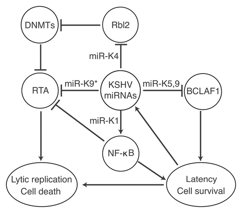 Figure 1 Multiple KSHV miRNAs regulate viral latency and lytic replication by either directly targeting key viral lytic protein RTA or indirectly targeting cellular regulatory pathways.
