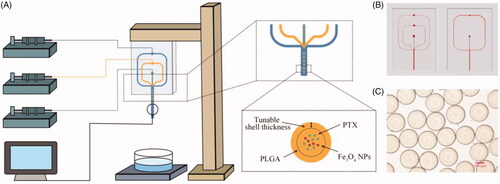 Figure 1. The emulsion droplet generation microfluidic device for the preparation of PLGA microspheres. (A) Schematic illustration of the three-phase flow-focusing microfluidic set up. Three syringe pumps control the fluid injected through the chip. The droplets were collected into a glass dish. (B) Photographs of three-phase (left) and two-phase (right) microfluidic chips. (C) Optical photograph of PLGA microdroplets prepared via this microfluidic device.