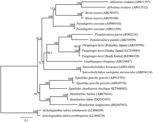 Figure 1. Phylogenetic relationships (maximum likelihood) of the Japanese Gobioninae taxa based on the nucleotide sequences of the 13 protein-coding genes of the mitochondrial genome. Sequences from Acheilognathus tabira tohokuensis (LC494269) and A. tabira erythropterus (LC494270) were used as an outgroup (Nagata and Kitamura Citation2019). These sequences were separated by codon positions, and for each partition, the optimal models of sequence evolution were used in the maximum likelihood method using TREEFINDER, based on the corrected Akaike information criterion. The numbers at the nodes indicate the bootstrap support inferred from 1000 bootstrap replicates. Alphanumeric terms indicate the DNA Database of Japan accession numbers.
