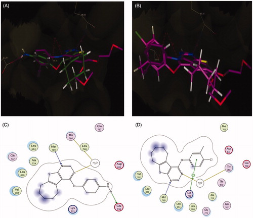 Figure 7. (A) Superposition of 5b (green) with erlotinib (magenta) inside the EGFR tyrosine kinase ATP-binding site. (B) Superposition of 5f (pink) with erlotinib (magenta) inside the EGFR tyrosine kinase ATP-binding site. (C) Binding interactions of 5b (green) with EGFR showing good binding energy score value (score: −10.13). (D) Binding interactions of 5f (pink) with EGFR showing the best binding energy score value (score: −10.51).