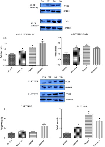 Figure 6. Effect of cold exposure and green tea/spice treatment on the expression of UCP1 levels in BAT of rats subjected to NOT. *indicates significantly different from control. p < .05.
