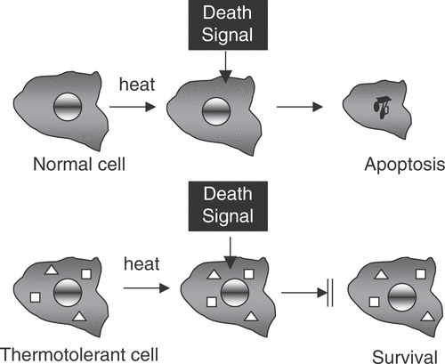 Figure 1. Heat shock proteins inhibit programmed cell death. In normal cells stresses such as heat shock induce death signals that trigger programmed cell death. However, when Hsp27 Display full size or Hsp70 Display full size are elevated in thermotolerant cells the program is inhibited.