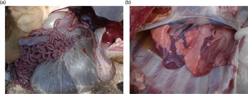 Fig. 2 Postmortem findings in goats with peste des petits ruminants. Hemorrhages in the intestines (a) and pneumonia (b) in a goat confirmed with PPR in Ngorongoro, Tanzania.