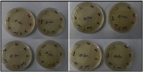 Figure 6 Antibacterial activity of the iron oxide quantum dots against 4 Gram-negative and 4 Gram-positive bacteria. Different serial dilutions as 64 (plate 1), 32 (plate 2), 16 (plate 3), 8 (plate 4), 4 (plate 5), 2 (plate 6), 1 (plate 7) ,and 0.5 (plate 8) μg/mL in the Muelle–Hinton agar medium.