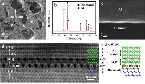 Figure 3. Surface morphology and interface structure of diamond/Al(W) composite prepared by gas pressure infiltration: (a) SEM image of composite; (b) XRD pattern of composite; (c) STEM HAADF (The high angle annular dark field scanning transmission electron microscopy)image of interface; (d) A zoomed-in STEM ABF(The annular bright field scanning transmission electron microscopy) image of the diamond/Al interface and the corresponding atomic structure of each component on the interface [Citation32].