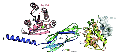 Figure 1. OCRL1 (c-terminal portion) in complex with Rab8a and the F&H peptide of Ses1. Rab proteins and F&H motif proteins bind to two distinct binding sites. Rab8a is binding to the ASH domain and to a c-terminal α-helix of the inositol-5-phosphatase domain. Ses1 binds to the posterior surface of the RhoGAP-like domain.