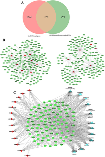 Figure 2 (A) Venn shows the common mRNAs between lncRNA target genes and differential expression mRNAs. (B) lncRNA-mRNA co-expression network. The green oval represents mRNAs. the red triangles represent lncRNAs. (C) lncRNA-mRNA-GO term co-expression network. The green oval represents mRNAs. the red diamonds represent lncRNAs. The light blue triangle represents GO terms.